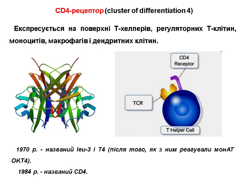 CD4-рецептор (cluster of differentiation 4) Експресується на поверхні Т-хелперів, регуляторних Т-клітин, моноцитів, макрофагів і